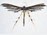 Titanoptilus stenodactylus